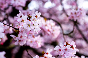 Close up of stunning cherry blossoms in early spring