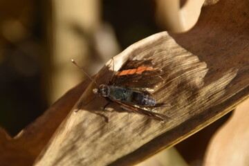 butterfly on a leaf
