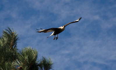 Patagonian caracara flying, curved-billed bird scavenger in flight