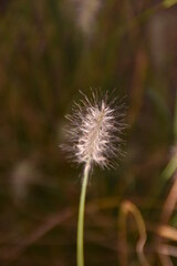 dandelion seed head