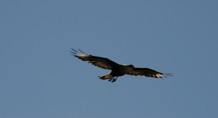 caracara in full flight