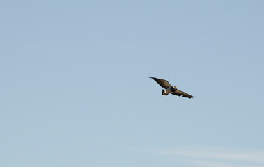 black eagle in flight