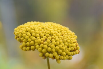 close up of yellow flower