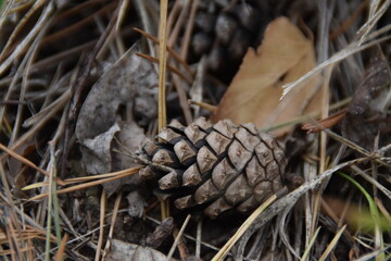 close up of pine cone