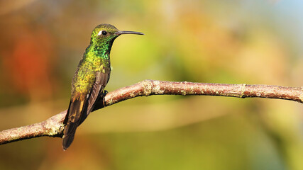 Cuban emerald, endemic hummingbird of Cuba