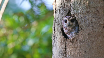 Cuban screech-owl, endemic bird of Cuba