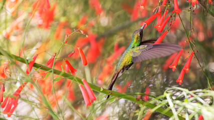Cuban emerald and red flowers, endemic hummingbird of Cuba