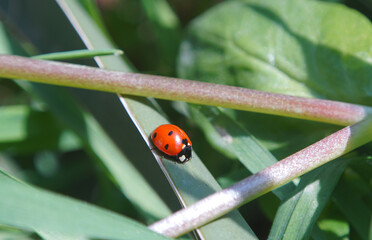 red beetle on the plant leaf