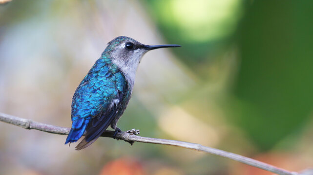 Bee hummingbird female, the smallest bird in the world - Powered by Adobe