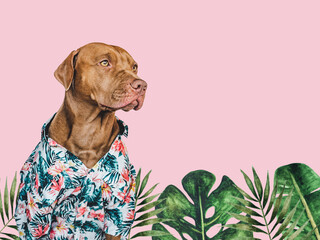 Lovable, pretty brown puppy in a Hawaiian shirt. Travel preparation and planning. Close-up, indoors. Studio photo, isolated background. Concept of recreation, travel and tourism. Pets care