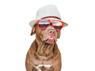 Lovable, pretty puppy brown color, sun hat and sunglasses. Travel preparation and planning. Close-up, indoors. Studio photo, isolated background. Concept of recreation, travel and tourism. Pets care