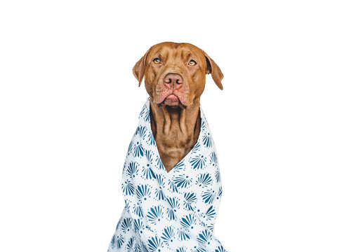 Lovable, pretty brown puppy and towel. Close-up, indoors. Studio photo, isolated background. Pets care