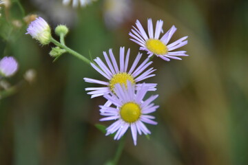 bee on a daisy