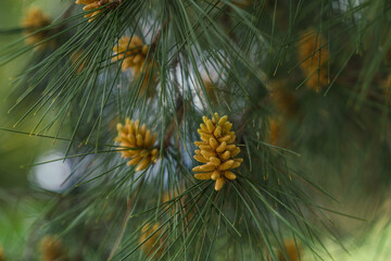 close up of pine needles