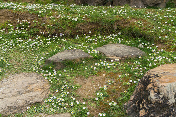 Fototapeta na wymiar garden daisies and stones in park 