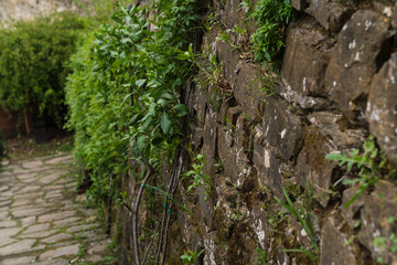 old medieval stone wall with ivy