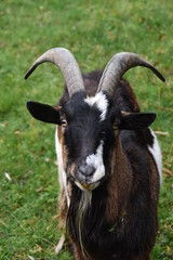 portrait of a goat