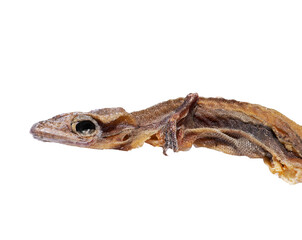 Dried dead small lizard showing its body skeleton isolated on white.