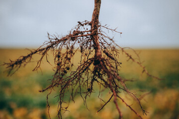 macro soybean root