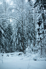 Winter forest. We ate in snow. Natural landscape in snowfall.