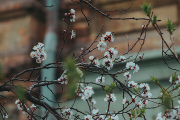 Macro photo of a spring flower. Blooming apricot tree in spring with white beautiful flowers. Natural seasonal background.