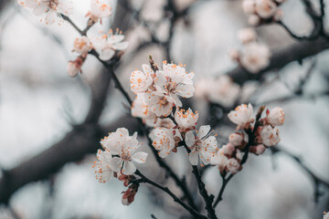 Macro photo of a spring flower. Blooming apricot tree in spring with white beautiful flowers. Natural seasonal background.