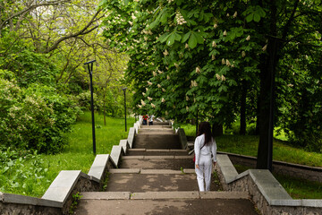 Blooming chestnut on the alley close-up.