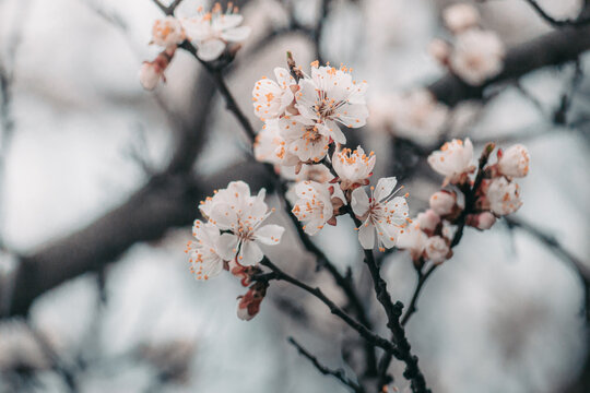 Macro photo of a spring flower. Blooming apricot tree in spring with white beautiful flowers. Natural seasonal background.