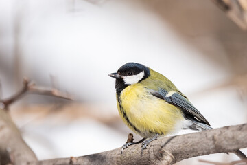 Great tit close up ( Parus major ).