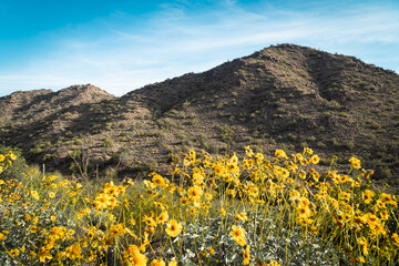 Fototapeta premium Arizona Desert