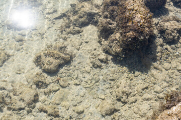 Dead coral on the beach or seashore in grey and brown color. Texture and pattern tropical beach background