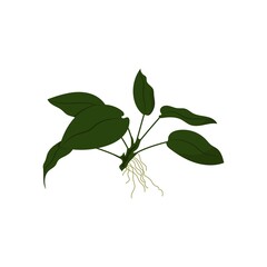 Cute aquarium plants - anubias. Vector Illustration of anubias.