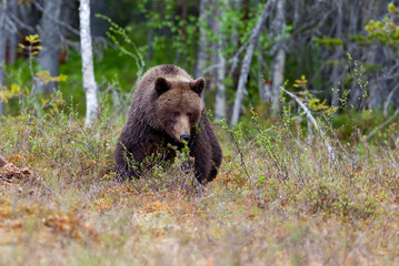 Ours brun (Ursus arctos) mâle se déplaçant en forêt finlandaise.