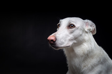 Portrait of a white dog, on an isolated black background.