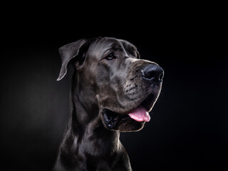 Portrait of a Great Dane dog, on an isolated black background.
