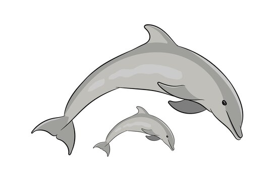 Dolphin Cartoon Fish Character Design
