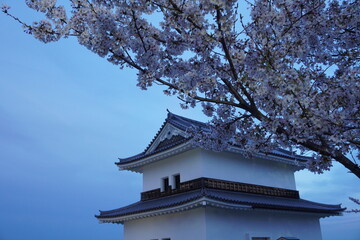 Fototapeta premium 桑名のさくら