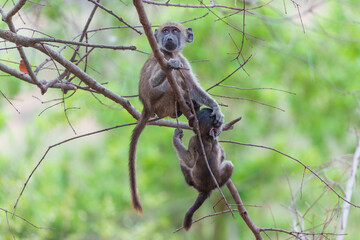 Obraz premium Young baboon playing in a tree in Kruger National Park in South Africa 