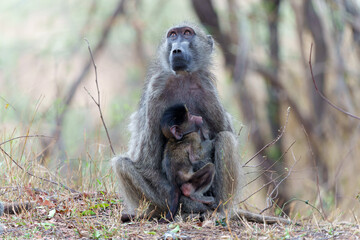 Mother Baboon nursing her baby in the Kruger National Park in South Africa   
