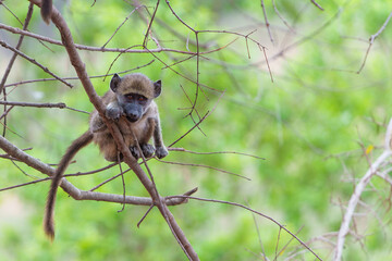 Young baboon playing in a tree in Kruger National Park in South Africa  