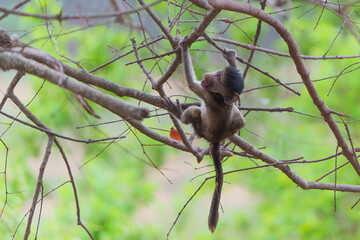 Young baboon playing in a tree in Kruger National Park in South Africa  