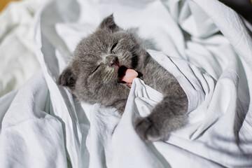 Cute british gray kitten on the bed at home, funny cat  looking into the camera. Love animals, pet.