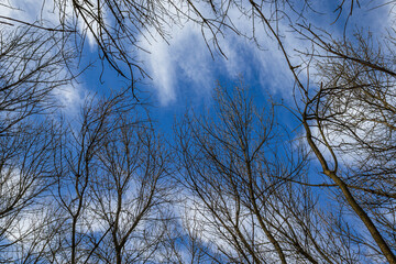 bare tree branches against a blue cloudy sky