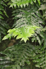 fern leaves
