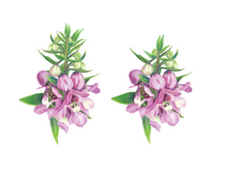 Realistic purple pink floral flowers in digital oil painting, botany illustration art design