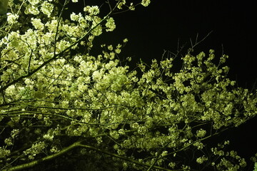 夜桜