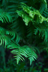 Fototapeta na wymiar Beautiful ferns create green foliage. Natural green natural fern background in sunlight. High quality photo