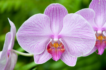 Fototapeta na wymiar purple orchid on a green background