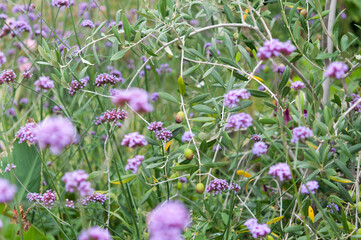 field of verbena flowers