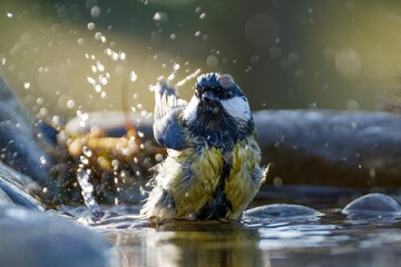  Great tit bathes in the water of a bird watering hole. He sprays water. Moravia. Czechia.
